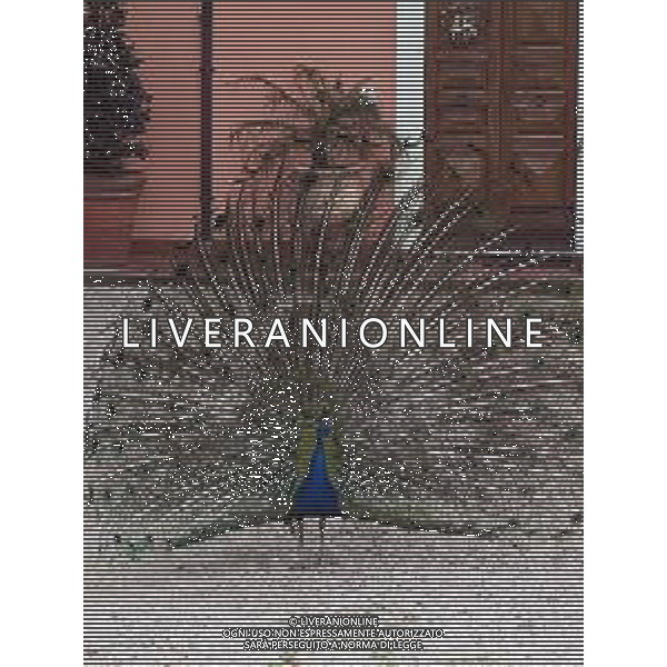 Il pavone comune o pavone blu, anche noto come pavone indiano, è un uccello appartenente alla famiglia dei Fasianidi. Originario delle foreste dell\'India, era già noto all\'antica Grecia. AG ALDO LIVERANI SAS