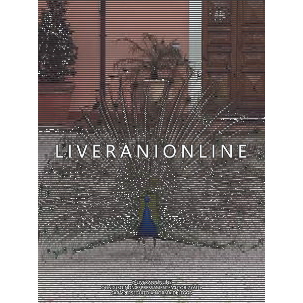 Il pavone comune o pavone blu, anche noto come pavone indiano, è un uccello appartenente alla famiglia dei Fasianidi. Originario delle foreste dell\'India, era già noto all\'antica Grecia. AG ALDO LIVERANI SAS
