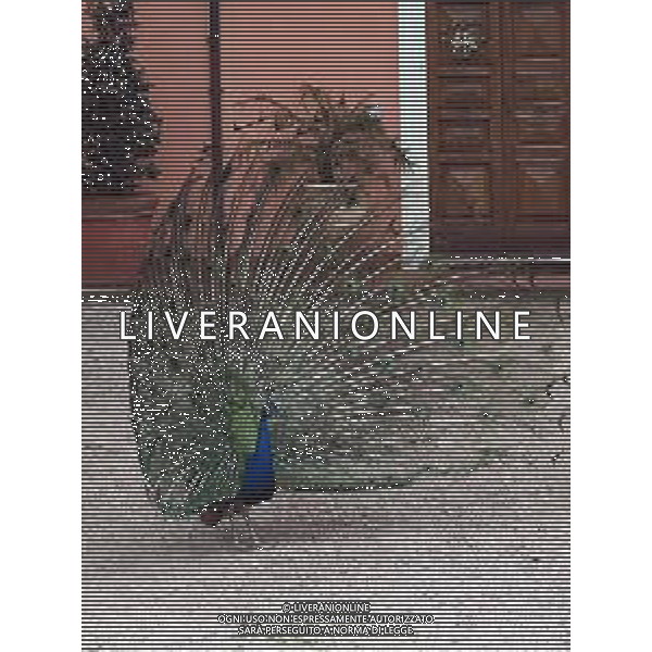 Il pavone comune o pavone blu, anche noto come pavone indiano, è un uccello appartenente alla famiglia dei Fasianidi. Originario delle foreste dell\'India, era già noto all\'antica Grecia. AG ALDO LIVERANI SAS