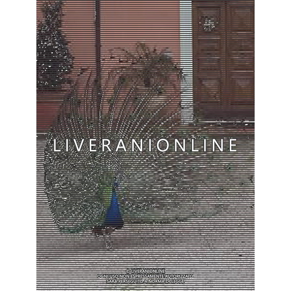 Il pavone comune o pavone blu, anche noto come pavone indiano, è un uccello appartenente alla famiglia dei Fasianidi. Originario delle foreste dell\'India, era già noto all\'antica Grecia. AG ALDO LIVERANI SAS
