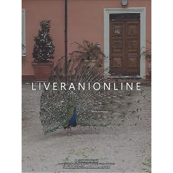 Il pavone comune o pavone blu, anche noto come pavone indiano, è un uccello appartenente alla famiglia dei Fasianidi. Originario delle foreste dell\'India, era già noto all\'antica Grecia. AG ALDO LIVERANI SAS