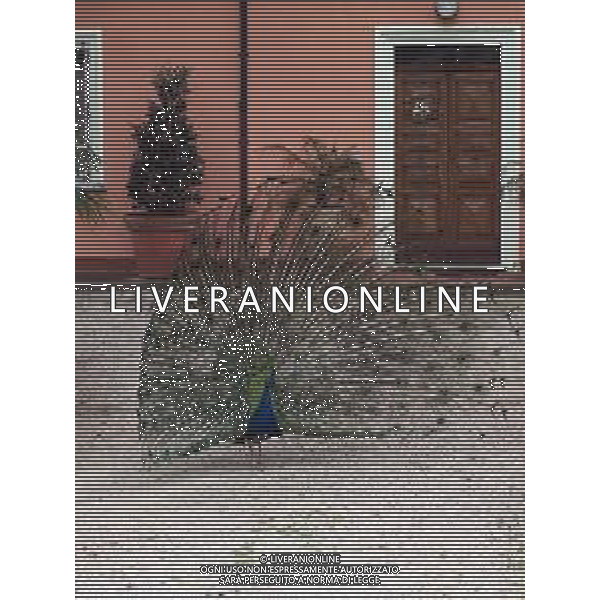 Il pavone comune o pavone blu, anche noto come pavone indiano, è un uccello appartenente alla famiglia dei Fasianidi. Originario delle foreste dell\'India, era già noto all\'antica Grecia. AG ALDO LIVERANI SAS