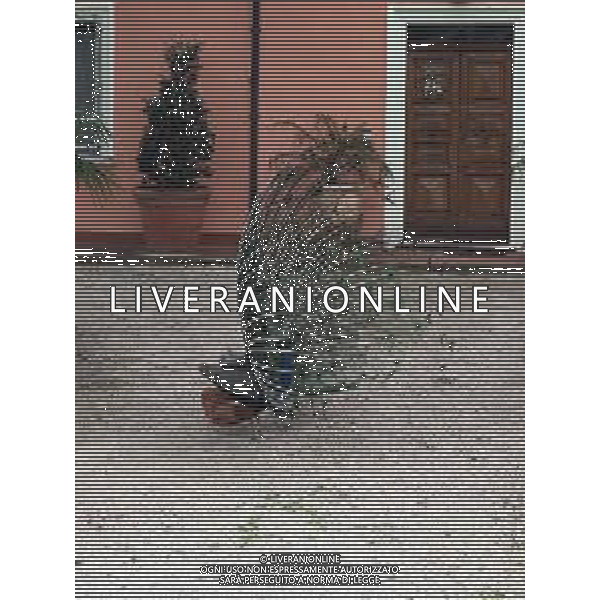 Il pavone comune o pavone blu, anche noto come pavone indiano, è un uccello appartenente alla famiglia dei Fasianidi. Originario delle foreste dell\'India, era già noto all\'antica Grecia. AG ALDO LIVERANI SAS