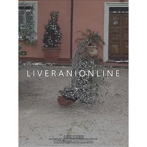 Il pavone comune o pavone blu, anche noto come pavone indiano, è un uccello appartenente alla famiglia dei Fasianidi. Originario delle foreste dell\'India, era già noto all\'antica Grecia. AG ALDO LIVERANI SAS