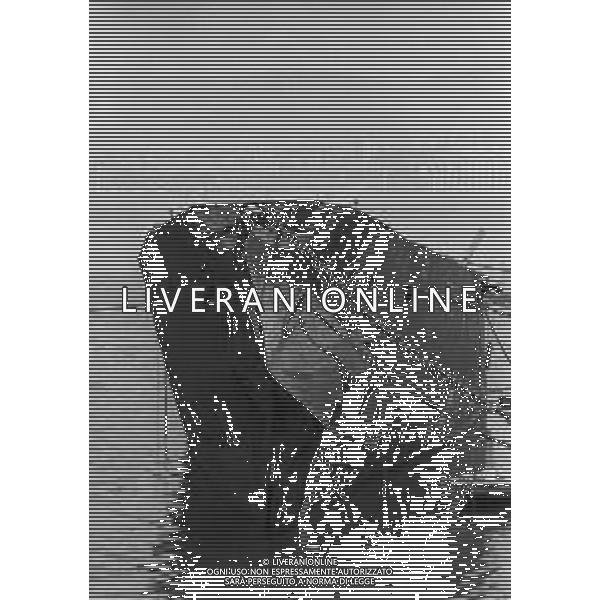 1974 TRIESTE LA NAVE ELETTRA DI GUGLIELMO MARCONI DISMESSA NEL PORTO DI TRIESTE NELLA FOTO Elettra fu la nave-laboratorio su cui Guglielmo Marconi effettuò numerosi dei suoi esperimenti di radiofonia tra le due guerre mondiali AG ALDO LIVERANI SAS