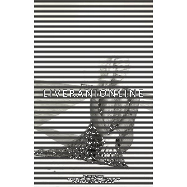 RETROSPETTIVA PATTY PRAVO CANTANTE NELLA FOTO PATTY PRAVO A VENEZIA NELL\'ANNO 1969 AG ALDO LIVERANI SAS 