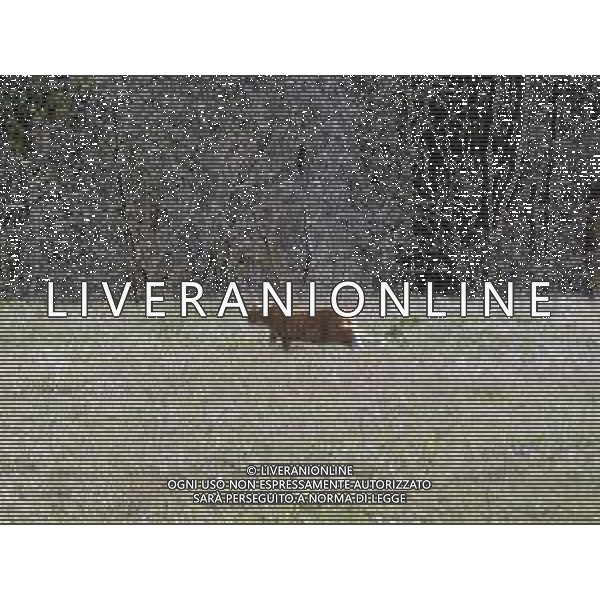 IMOLA 27 02 2020 ZONA TRE MONTI AVVISTATO GATTO VOLPE UNA RARA SPECIE (FORSE) DEVE ESSERE CONFERMATO ©SANNA / AGENZIA ALDO LIVERANI SAS