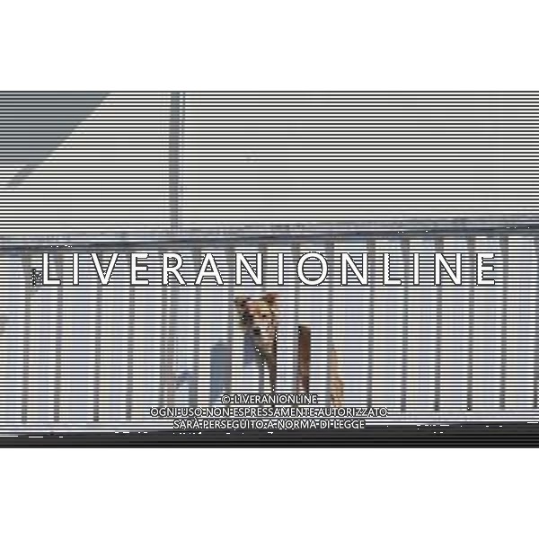IMOLA 01 04 2020 EMERGENZA CORONAVIRUS NELLA FOTO UN CAGNOLINO SUL TERRAZZO DI CASA ©SANNA / AGENZIA ALDO LIVERANI SAS