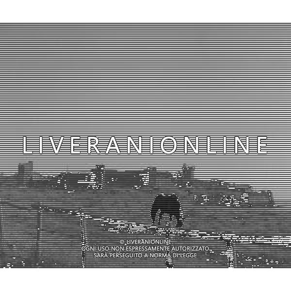 RETROSPETTIVA 1950 - VEDUTE DELLA CITTA\' DI ROMA Nella foto il Castello di Santa Severa, frazione di Santa Marinella ©Archivio Giovanni Liverani / AGENZIA ALDO LIVERANI SAS