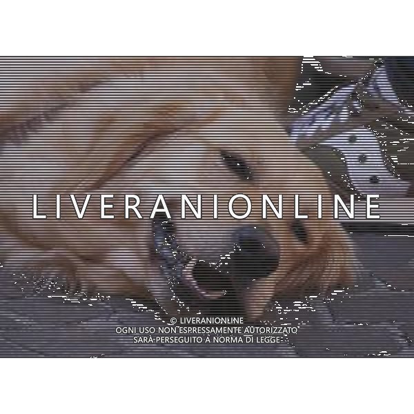 RIAPERTURA DI ALCUNE ATTIVITA\' NELLA FASE 2 DELL\'EMERGENZA CORONAVIRUS A REGGIO EMILIA 09.05.2020 NELLA FOTO UN CANE FELICE DI GODERSI LA CITTA\' ©SANTANDREA / AGENZIA ALDO LIVERANI SAS