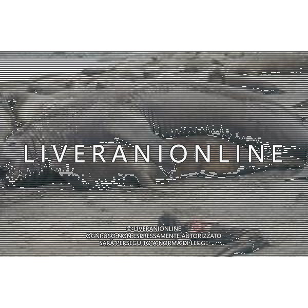 ELEFANTE MARINO-Gli elefanti marini sono dei mammiferi carnivori appartenenti al genere Mirounga AG ALDO LIVERANI SAS