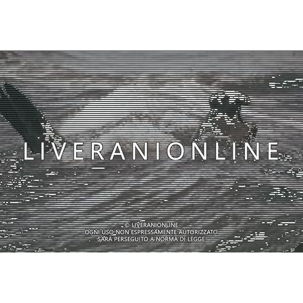 ELEFANTE MARINO-Gli elefanti marini sono dei mammiferi carnivori appartenenti al genere Mirounga AG ALDO LIVERANI SAS