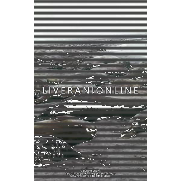 Le foche o focidi sono una famiglia di mammiferi carnivori marini appartenenti alla superfamiglia dei pinnipedi. Le foche vivono lungo le coste dei mari ghiacciati, freddi e temperati ARCHIVIO DFP-AG ALDO LIVERANI SAS