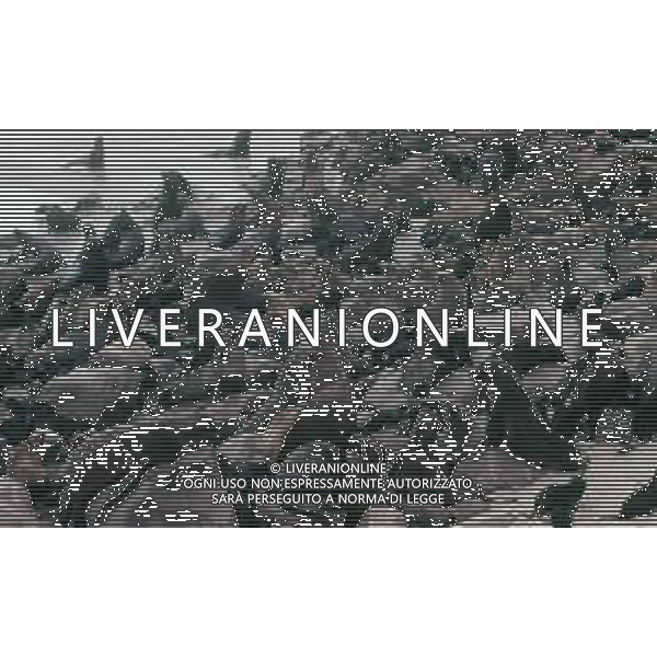 Le foche o focidi sono una famiglia di mammiferi carnivori marini appartenenti alla superfamiglia dei pinnipedi. Le foche vivono lungo le coste dei mari ghiacciati, freddi e temperati ARCHIVIO DFP-AG ALDO LIVERANI SAS