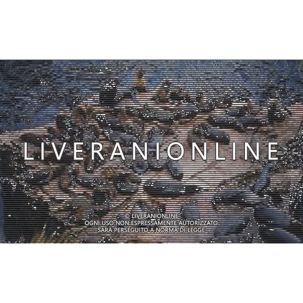 Le foche o focidi sono una famiglia di mammiferi carnivori marini appartenenti alla superfamiglia dei pinnipedi. Le foche vivono lungo le coste dei mari ghiacciati, freddi e temperati ARCHIVIO DFP-AG ALDO LIVERANI SAS