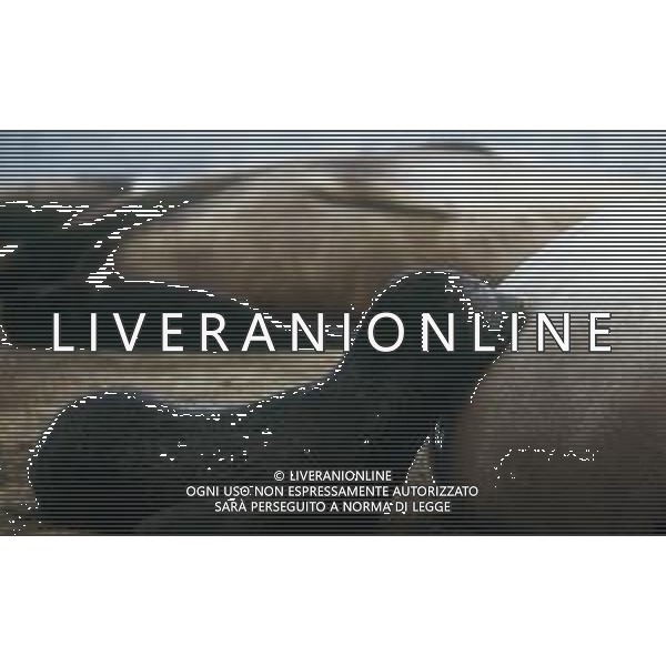 Le foche o focidi sono una famiglia di mammiferi carnivori marini appartenenti alla superfamiglia dei pinnipedi. Le foche vivono lungo le coste dei mari ghiacciati, freddi e temperati ARCHIVIO DFP-AG ALDO LIVERANI SAS