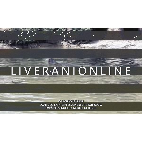 Le foche o focidi sono una famiglia di mammiferi carnivori marini appartenenti alla superfamiglia dei pinnipedi. Le foche vivono lungo le coste dei mari ghiacciati, freddi e temperati ARCHIVIO DFP-AG ALDO LIVERANI SAS