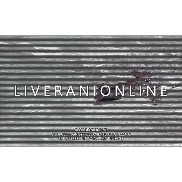 Le foche o focidi sono una famiglia di mammiferi carnivori marini appartenenti alla superfamiglia dei pinnipedi. Le foche vivono lungo le coste dei mari ghiacciati, freddi e temperati ARCHIVIO DFP-AG ALDO LIVERANI SAS