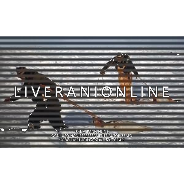 Le foche o focidi sono una famiglia di mammiferi carnivori marini appartenenti alla superfamiglia dei pinnipedi. Le foche vivono lungo le coste dei mari ghiacciati, freddi e temperati NELLA FOTO LA CACCIA ALLE FOCHE ARCHIVIO DFP-AG ALDO LIVERANI SAS 
