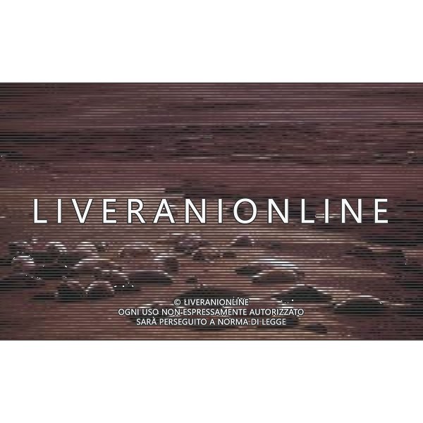 Le foche o focidi sono una famiglia di mammiferi carnivori marini appartenenti alla superfamiglia dei pinnipedi. Le foche vivono lungo le coste dei mari ghiacciati, freddi e temperati ARCHIVIO DFP-AG ALDO LIVERANI SAS