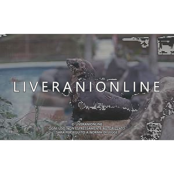 Le foche o focidi sono una famiglia di mammiferi carnivori marini appartenenti alla superfamiglia dei pinnipedi. Le foche vivono lungo le coste dei mari ghiacciati, freddi e temperati ARCHIVIO DFP-AG ALDO LIVERANI SAS
