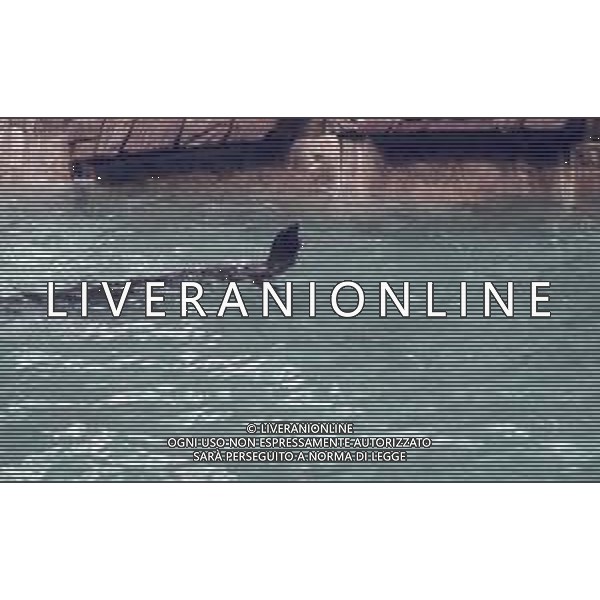 Le foche o focidi sono una famiglia di mammiferi carnivori marini appartenenti alla superfamiglia dei pinnipedi. Le foche vivono lungo le coste dei mari ghiacciati, freddi e temperati ARCHIVIO DFP-AG ALDO LIVERANI SAS