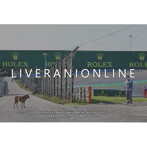 Circuit atmosphere - a dog near the track. 13.11.2020 Formula 1 World Championship, Rd 14, Turkish Grand Prix, Istanbul, Turkey, Practice Day. - www.xpbimages.com, EMail: requests@xpbimages.com © Copyright: Batchelor / XPB Images/AGENZIA ALDO LIVERANI SAS - ITALY ONLY EDITORIAL USE ONLY