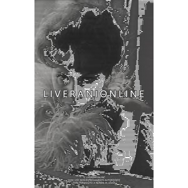 RETROSPETTIVA ORNELLA VANONI CANTANTE NELLA FOTO ORNELLA VANONI A NEW YORK NELL\'ANNO 1963 AG ALDO LIVERANI SAS