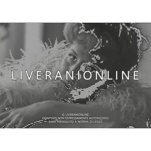 RETROSPETTIVA ORNELLA VANONI CANTANTE NELLA FOTO ORNELLA VANONI A NEW YORK NELL\'ANNO 1963 AG ALDO LIVERANI SAS