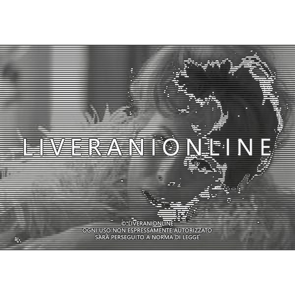 RETROSPETTIVA ORNELLA VANONI CANTANTE NELLA FOTO ORNELLA VANONI A NEW YORK NELL\'ANNO 1963 AG ALDO LIVERANI SAS