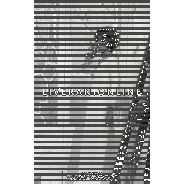 RETROSPETTIVA ORNELLA VANONI CANTANTE NELLA FOTO ORNELLA VANONI A ROMA NELL\'ANNO 1966 AG ALDO LIVERANI SAS