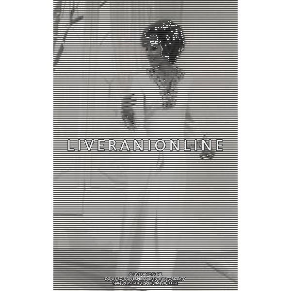 RETROSPETTIVA ORNELLA VANONI CANTANTE NELLA FOTO ORNELLA VANONI A ROMA NELL\'ANNO 1966 AG ALDO LIVERANI SAS