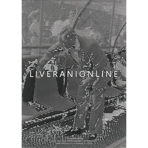 1988 AOSTA TORNEO CESARE BARETTI TORINO ROMA NELLA FOTO NILS LIEDHOLM ALLENATORE ROMA CALCIO AG ALDO LIVERANI SAS