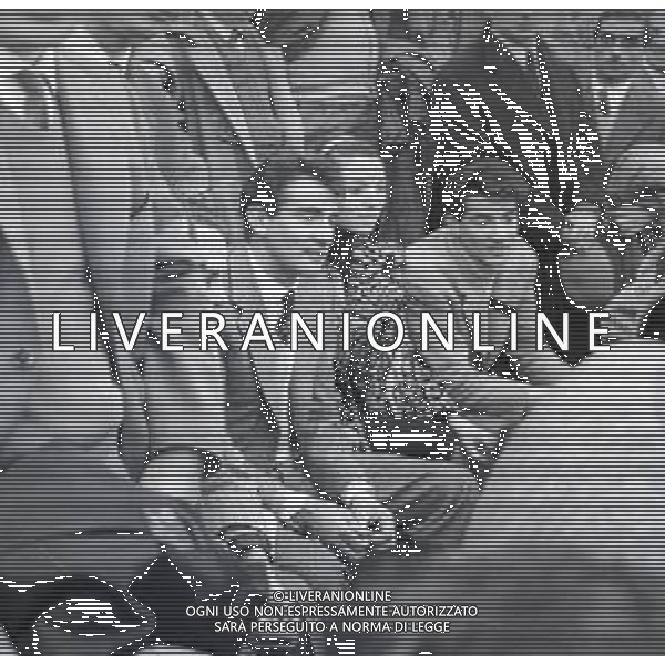 RETROSPETTIVA WALTER CHIARI ATTORE NELLA FOTO WALTER CHIARI CON ELSA MARTINELLI A ROMA NELL\'ANNO 1952  AG ALDO LIVERANI SAS  