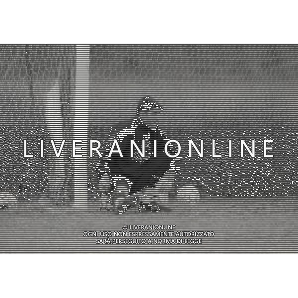 1995 APPIANO GENTILE ALLENAMENTO INTER NELLA FOTO GIANLUCA PAGLIUCA AG ALDO LIVERANI SAS 