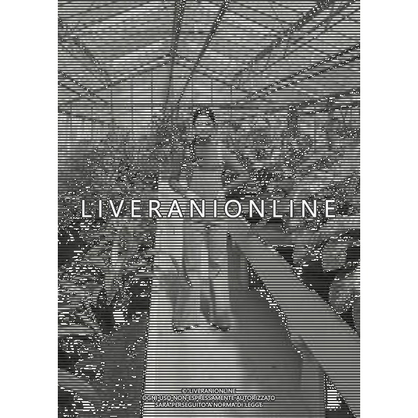 RETROSPETTIVA ROSANNA FRATELLO CANTANTE NELLA FOTO ROSANNA FRATELLO A GALLARATE ALLA SERRA IDEA VERDE NELL\'ANNO 1972 AG ALDO LIVERANI SAS