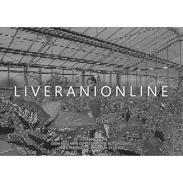 RETROSPETTIVA ROSANNA FRATELLO CANTANTE NELLA FOTO ROSANNA FRATELLO A GALLARATE ALLA SERRA IDEA VERDE NELL\'ANNO 1972 AG ALDO LIVERANI SAS