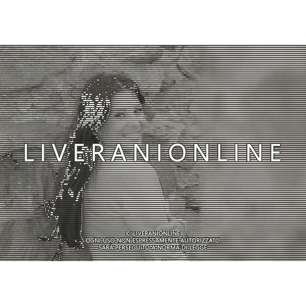 RETROSPETTIVA ROSANNA FRATELLO CANTANTE NELLA FOTO ROSANNA FRATELLO A SAINT VINCENT NELL\'ANNO 1973 AG ALDO LIVERANI SAS