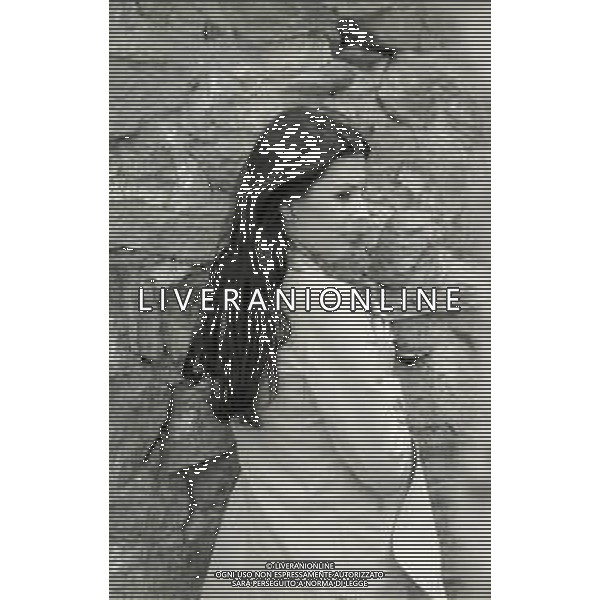 RETROSPETTIVA ROSANNA FRATELLO CANTANTE NELLA FOTO ROSANNA FRATELLO A SAINT VINCENT NELL\'ANNO 1973 AG ALDO LIVERANI SAS