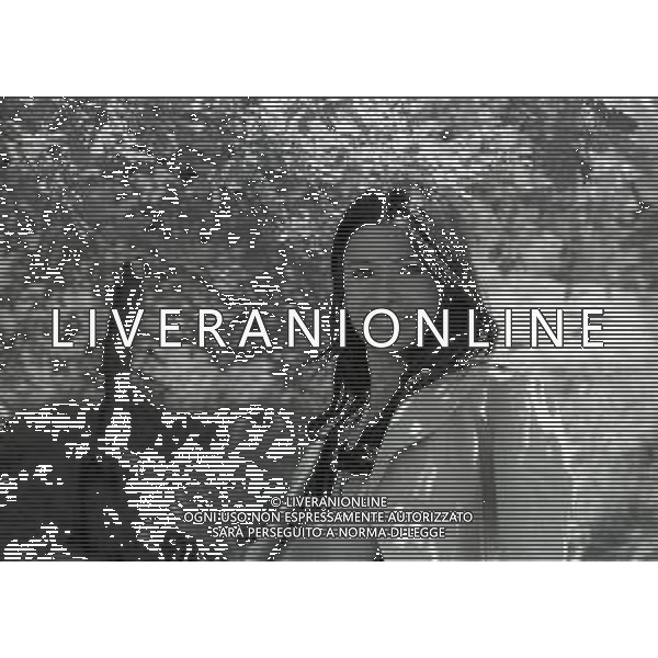 RETROSPETTIVA ROSANNA FRATELLO CANTANTE NELLA FOTO ROSANNA FRATELLO A SAINT VINCENT NELL\'ANNO 1973 AG ALDO LIVERANI SAS