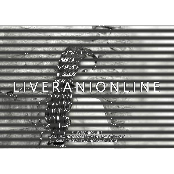 RETROSPETTIVA ROSANNA FRATELLO CANTANTE NELLA FOTO ROSANNA FRATELLO A SAINT VINCENT NELL\'ANNO 1973 AG ALDO LIVERANI SAS