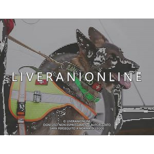 TERMINATE LE RICERCHE DEL CORPO DELLA RAGAZZA PAKISTANA SAMAN ABBAS CON I CANI DEI VOLONTARI PROVENIENTI DALLA SVIZZERA, NOVELLARA REGGIO EMILIA 27.06.2021 ©SANTANDREA/AGENZIA ALDO LIVERANI SAS
