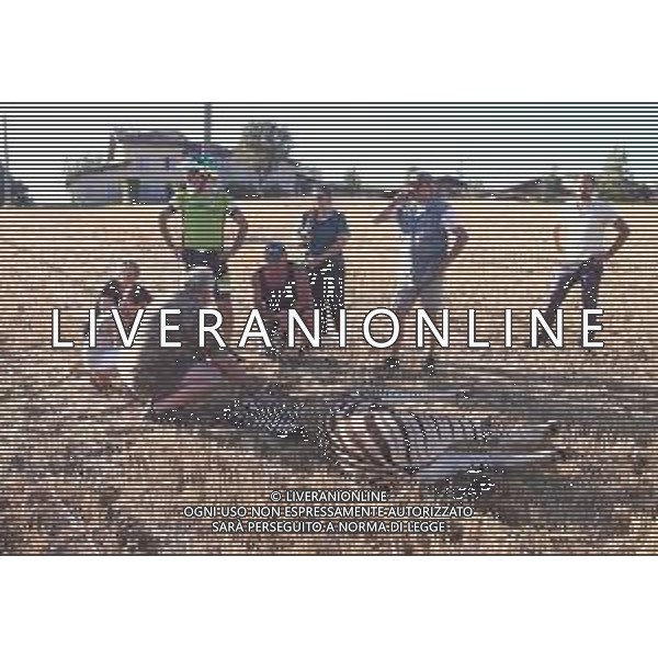 Morta la zebra Achille, un maschio di un anno scappata e in fuga per circa 24 ore nelle campagne in provincia di Reggio Emilia 06.08.2021 ©SANTANDREA/AGENZIA ALDO LIVERANI SAS
