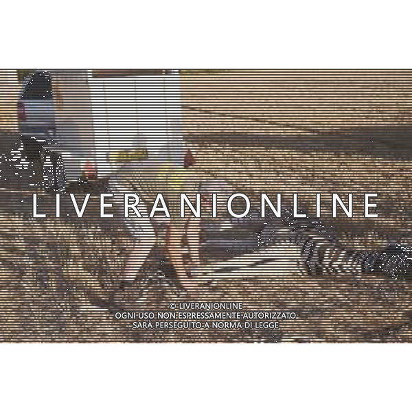 Morta la zebra Achille, un maschio di un anno scappata e in fuga per circa 24 ore nelle campagne in provincia di Reggio Emilia 06.08.2021 ©SANTANDREA/AGENZIA ALDO LIVERANI SAS