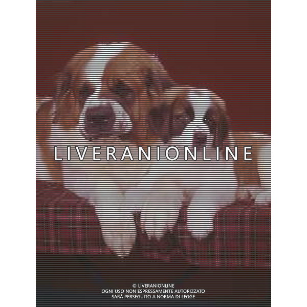 CANE SAN BERNARDO AG ALDO LIVERANI SAS