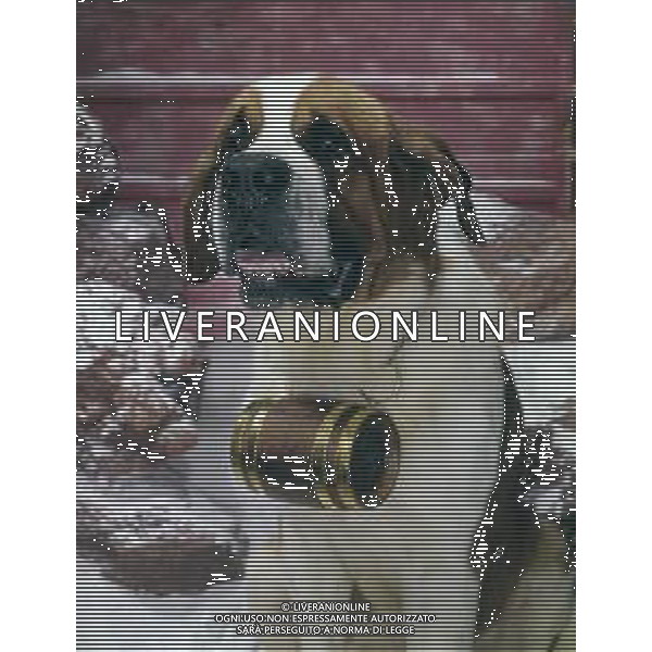 CANE SAN BERNARDO AG ALDO LIVERANI SAS
