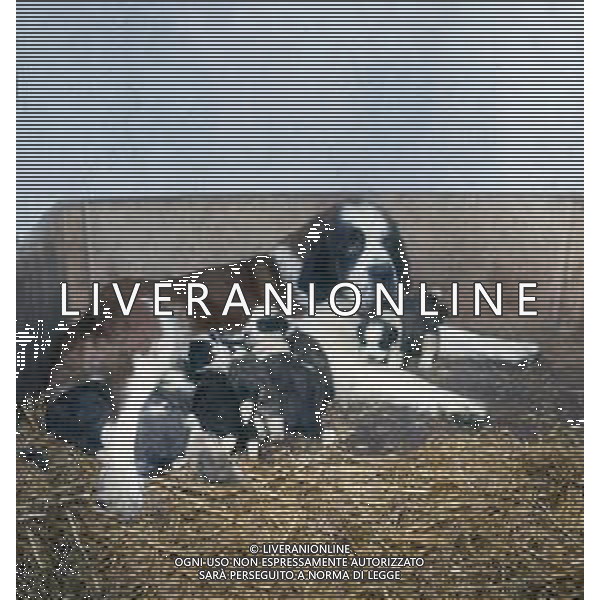 CANE SAN BERNARDO AG ALDO LIVERANI SAS