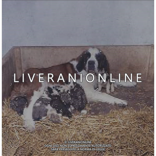 CANE SAN BERNARDO AG ALDO LIVERANI SAS