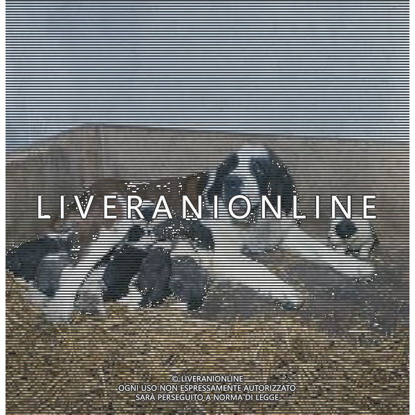CANE SAN BERNARDO AG ALDO LIVERANI SAS