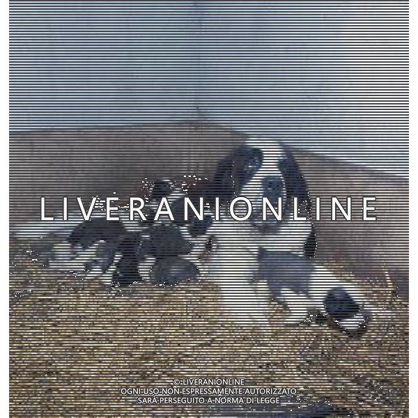 CANE SAN BERNARDO AG ALDO LIVERANI SAS